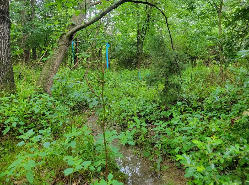 Intermittent stream delineated in Fairfax County, VA.