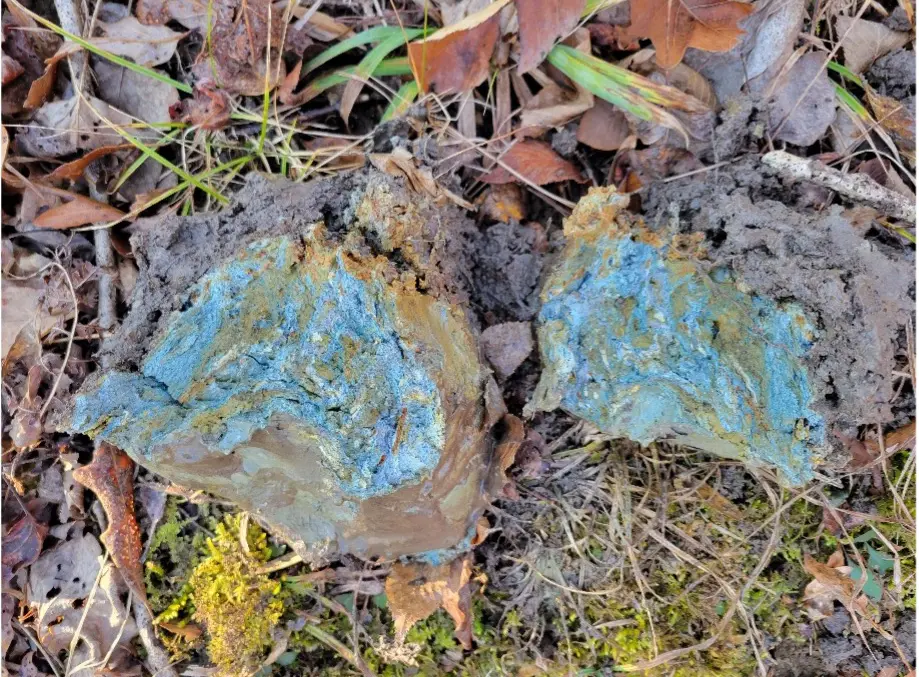 Wetlands in Virginia